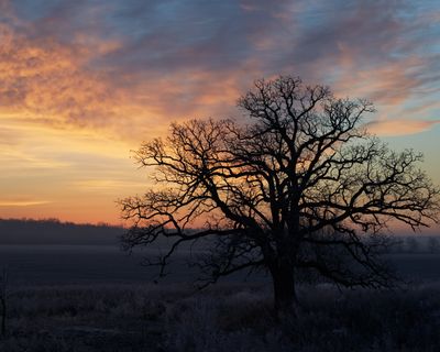 Oak at Dawn
