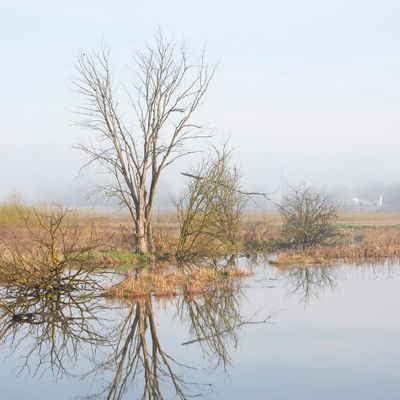 Spring Morning at the Wetland