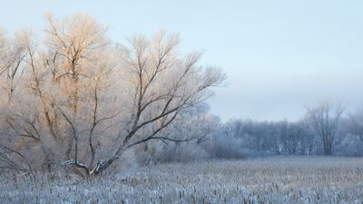 Daybreak Hoarfrost