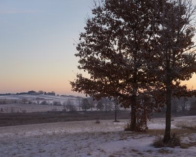 Oaks at Dawn