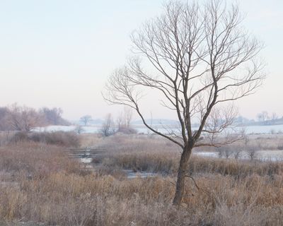 Morning Mist in February