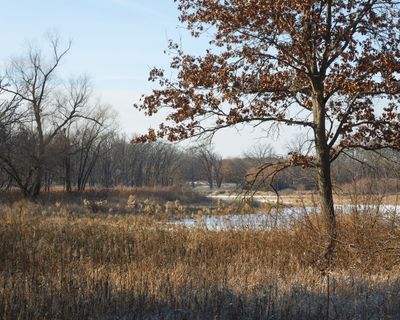 Wetland Oak