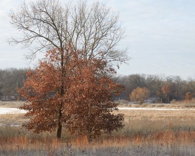 Edge of Big Marsh in December