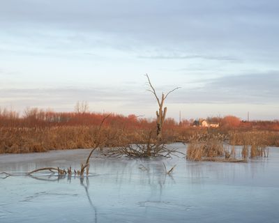 Cattails and Clouds