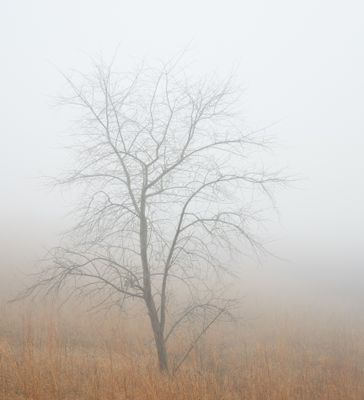 Tree and Fog