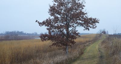 Oak along the Firebreak