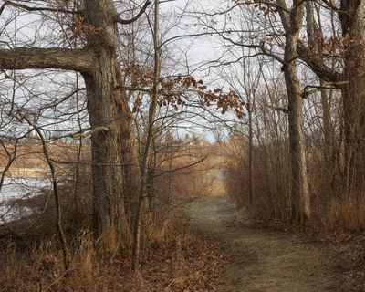 In the Woods