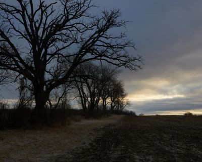 Hedgerow Dawn