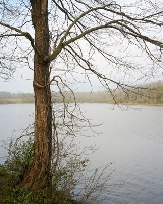 Shoreline Tree