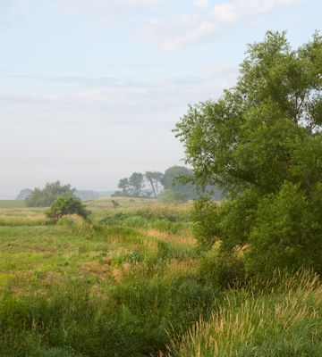 Willow Wallow