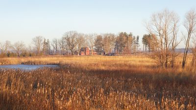 Morning Cattails