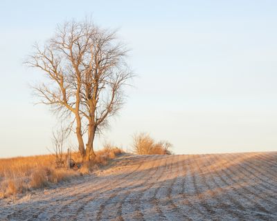 Frosty Shadows