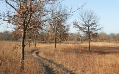 Among the Oaks