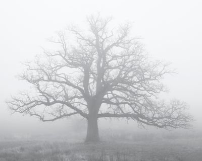 Oak in Winter Fog