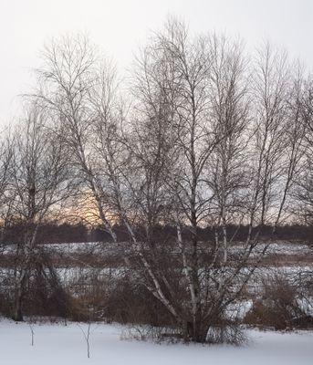 Wetland Sunrise