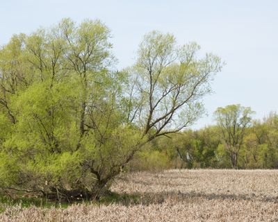 April at the Cattail Marsh