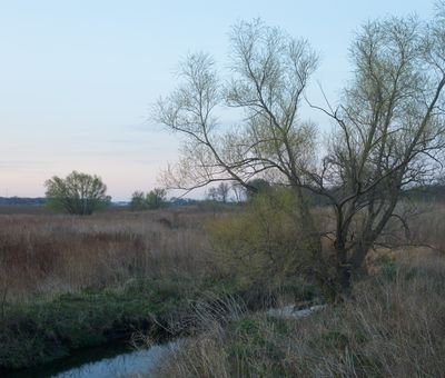Willow along Haines Creek
