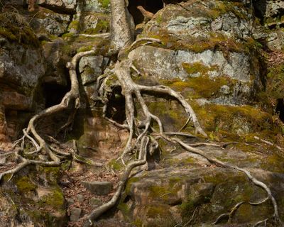 Rock and Roots at Parfreys Glen