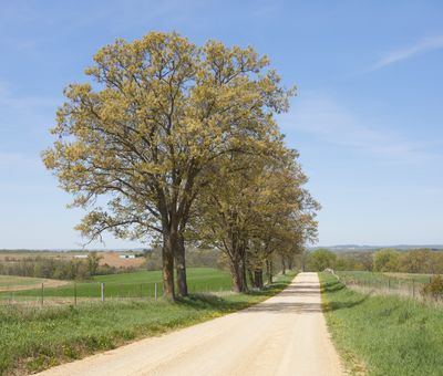 Oaks along Welch Road in May