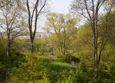 Arboreal Window in Spring