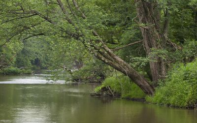 Riverbank Silver Maple 