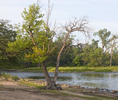 Riverbank Survivor in July 