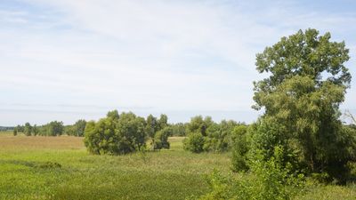 Mesic Prairie 2025