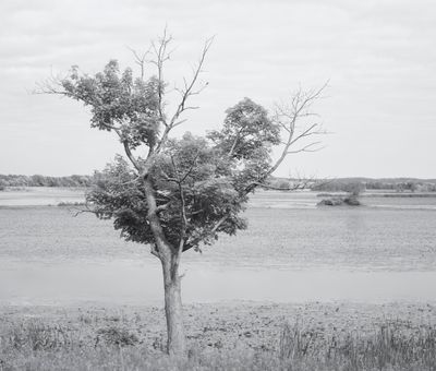 Monochrome