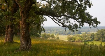 Under the Oak Boughs 