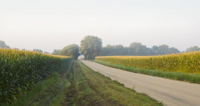 Field Corn along Fisk Road 