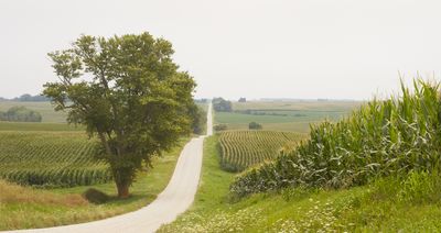 Field Corn along Thomson Road