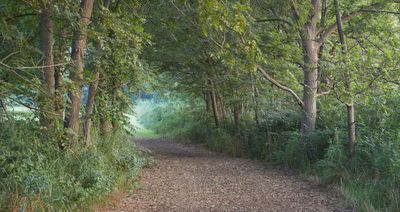Lane through a Grove of Walnut Trees 