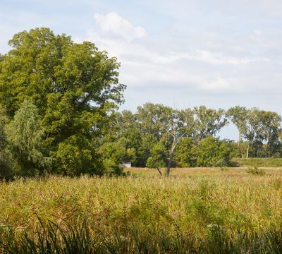 Wetland at Hennepin Hopper Lake 