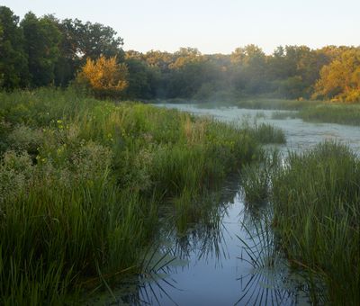 Haines Creek Wetland