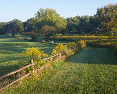 Fence with Goldenrod 