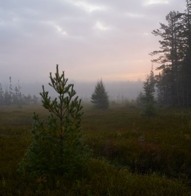 Dawn along Adams Trail 