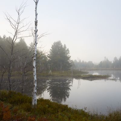Wetland Pond at Daybreak 