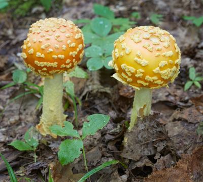 Amanita 