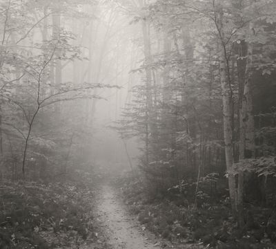 Path into the Woods 