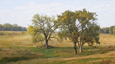Hillside Cottonwoods 
