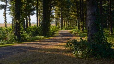 Among the Pines at Daybreak 
