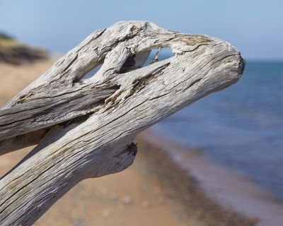 Beachmaster 