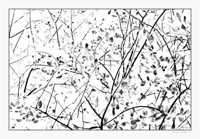 Black and White
