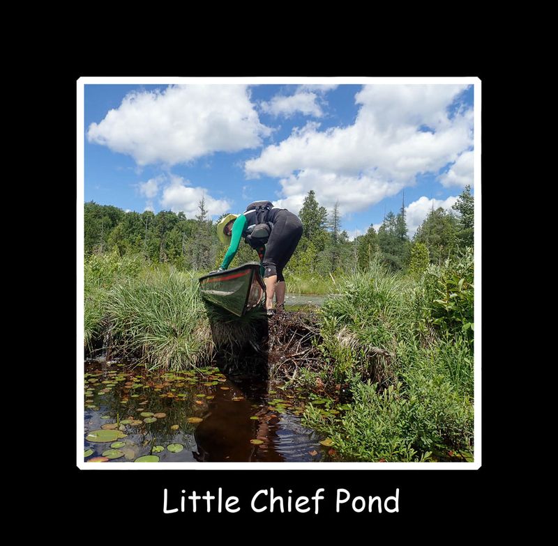 Little chief pond title.jpg