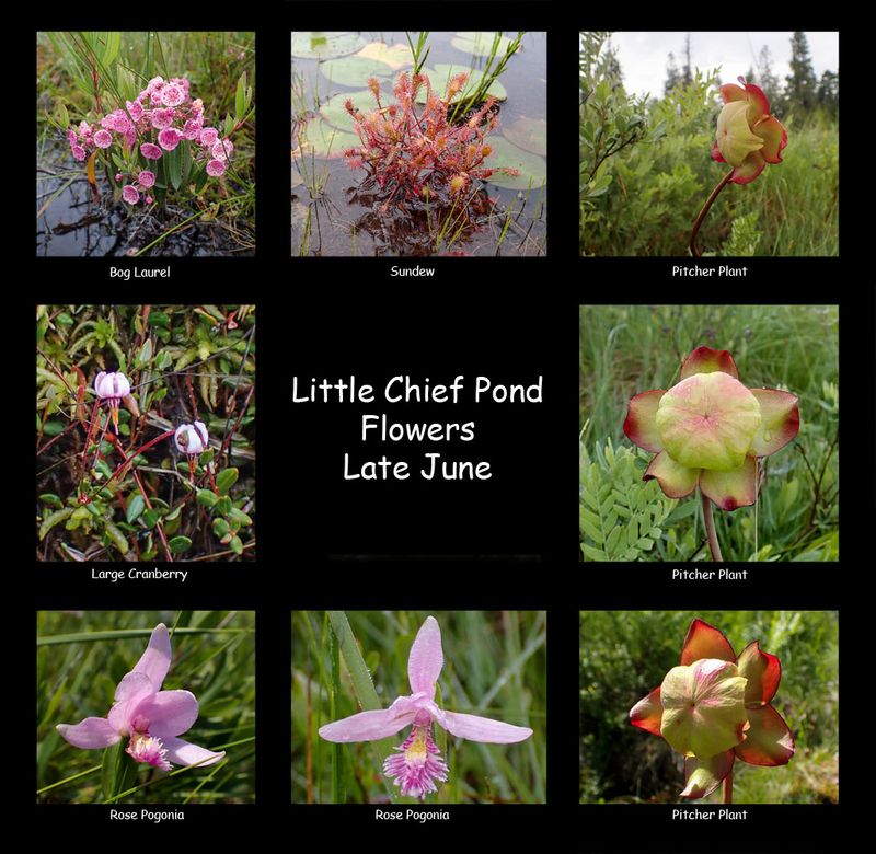 Little Chief Pond flowers.jpg
