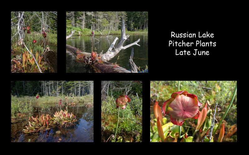 Russian Lake Flowers.jpg