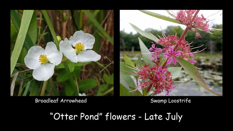 otter pond flowers.jpg