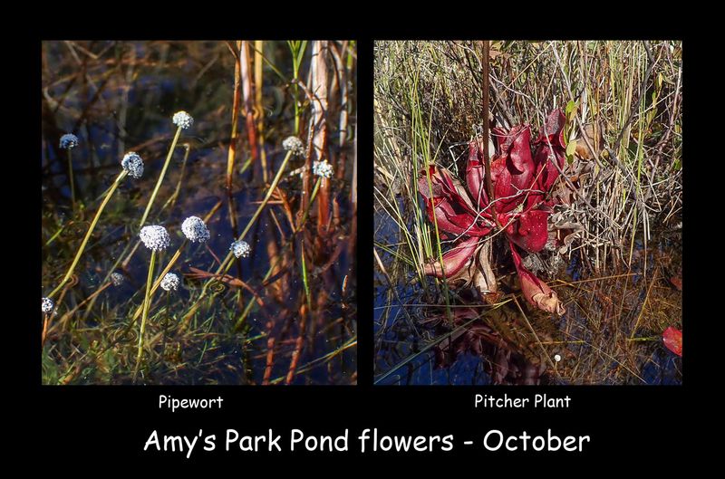 Amys park pond flowers.jpg