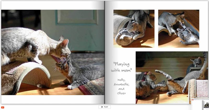 Kitties page 2 TG6MLR2023.jpg