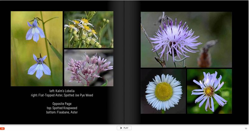 flower page 10 TG6MLR2020.jpg